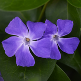 Vinca Minor