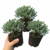 Set of 3 or 6 Hebe Sutherlandii Hardy Evergreen Flowering Perennial Shrub Plants, Outdoor Garden Ready, 1 Litre Root-Ball