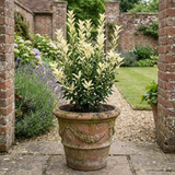 1 Euonymus Japonicus Paloma Blanca Plant, Hardy Evergreen Shrub for Garden, 7.5 Litre Root-Ball