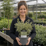 1 Large Hedge Plant - Ligustrum Argenteum, Outdoor Garden Ready, 2L Pot
