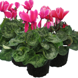 Large Cyclamen Bicolour Growers Selection
