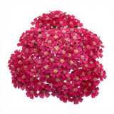Set of 3 or 6 Achillea Millefolium Cerise Queen Plants, Hardy Pink Yarrow, Summer Flowering Perennial, Outdoor Garden Ready, 1 Litre / 11cm Root-Ball