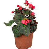 1 Begonia Solenia Dark Pink Flowering Plant, Summer Garden Ready, 17cm Root Ball