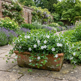 1 Vinca Minor Gertrude Jekyll Plant, Hardy Evergreen Periwinkle Ground Cover, 17cm Root-Ball