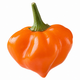Chilli Pepper Hanging Basket, 25cm Pots, Orange GYO