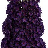 1 Buddleia Black Knight Plant, Purple Butterfly Bush, Hardy Outdoor Garden Shrub, 2L Root-Ball