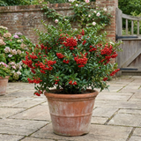 1 Pyracantha Red Star Firethorn Plant, Hardy Evergreen Climbing Hedge Shrub, 3 Litre Root Ball