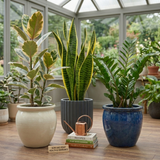 3 Houseplants – Modern Minimalist Indoor Collection, Ficus Tineke, Snake Plant & ZZ Plant, 1Ltr Root Ball