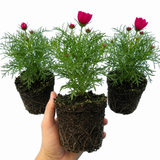 Set of 3 or 6 Large Plants - Cosmos Apollo Carmine, Ready to Plant in Your Garden, Peat-Free