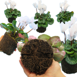 Cyclamen Flame White