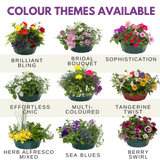 7 Colour Coordinated Plants - Berry Swirl Theme Speedplanter, Garden Ready