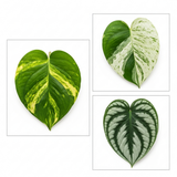 3 Trailing Pothos Live Indoor Plants, Epipremnum & Scindapsus Houseplant Collection, 1Ltr Root-Ball