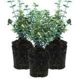 Set of 3 or 6 Euonymus Emerald Gaiety Variegated Hardy Evergreen Shrubs Outdoor Garden Ready Low Maintenance Ground Cover Plants 1 Litre Root Ball