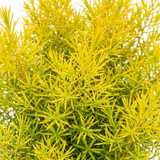 1 Diosma Sunset Gold Plant, Hardy Evergreen Flowering Shrub, Outdoor Garden Ready, 3L 17cm Root Ball