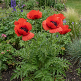 1 Oriental Papaver Red Rumble, Hardy Perennial Red Poppy Plant, Summer Flowering, 3L Root Ball