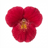 Set of 3 or 6 Garden Ready Plants – Calceolaria Calynopsis ‘Ruby’, Ready to Plant