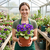 Set of 3 or 6 Primula Little Queen Violet Hardy Perennial Plants, Bee Friendly Spring Flowering, Outdoor Garden Ready, 1 Litre Root-Ball