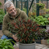 1 Thai Dragon Chilli Pepper Plant, Live Hot Pepper, Grow Your Own Chillies, 2Ltr Root Ball