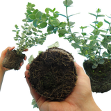 Euonymus Emerald Gaiety
