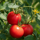 1 Alicante Tomato Plant, Live Outdoor Garden Ready, Grow Your Own Tomatoes, 2 Litre Root Ball