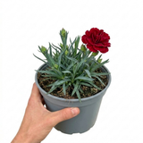 1 Carnation Capitan Cook Dianthus Plant, Fragrant Summer Flowering Hardy Perennial, 2Ltr Root Ball