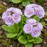 Set of 3 or 6 Primrose Queen Lilac Picotee Plants, Hardy Perennial, Spring & Autumn Flowering, Outdoor Garden Ready, 1 Litre Root-Ball