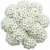1 Spiraea Snowmound Plant, Outdoor White Flowering Hardy Compact Shrub, Bee Friendly, 2 Litre Root-Ball