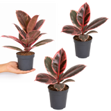 Rubber Plant Ficus Belize Pink, Easy Care Indoor Houseplant, 12cm 1 Litre Pots