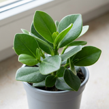 1 Clusia Rosea Autograph Tree Live Houseplant, Easy Care Indoor Tropical Plant, 17cm Root Ball