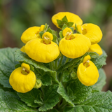 Set of 3 or 6 Garden Ready Plants – Calceolaria Calynopsis ‘Yellow’, Ready to Plant