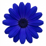 1 Senetti Kobalt Blue Flowering Plant, Large Summer Bedding, Outdoor Garden Ready, 6.5L Root-Ball