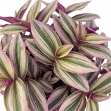 1 Tradescantia JS Brainstorm Live Plant, Hardy Flowering Perennial, 19cm/3 Litre Root Ball