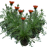 Set of 3 or 6 Large Plants - Gazania Kiss Red, Ready to Plant in Your Garden, Peat-Free