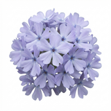 Set of 3 or 6 Phlox Emerald Cushion Blue Alpine Plants, Hardy Perennial Creeping Ground Cover, Flowering Garden Plants, 1 Litre Root-Ball