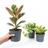 3 Designer Variegated Live Houseplant Collection, Ficus Belize, Marble Queen & Peperomia, 1 Litre Root Ball