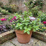 Set of 3 or 6 Moroccan Mint Herb Plants, Fresh & Fragrant Live Herbs, Outdoor Garden Ready, 1 Litre Root-Ball