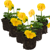 Upright Pansy Delta Pro Yellow