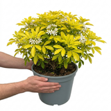 1 Choysia Sundance Plant, Hardy Evergreen Mexican Orange Blossom, 7.5 Litre Root Ball