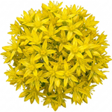 Set of 3 or 6 Sedum Oracle Hardy Perennial Stonecrop Plants, Low Maintenance, Bee Friendly, Drought Tolerant Ground Cover, Outdoor Garden Ready, 11cm Root-Ball
