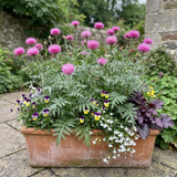 Set of 3 or 6 Centaurea Dealbata Bright Rose Persian Cornflower Plants, Hardy Cottage Garden Perennial, Outdoor Garden Ready, 1 Litre Root-Ball
