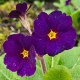 Polyanthus Stella Pheasant Eye