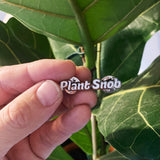 Plant Snob Badge